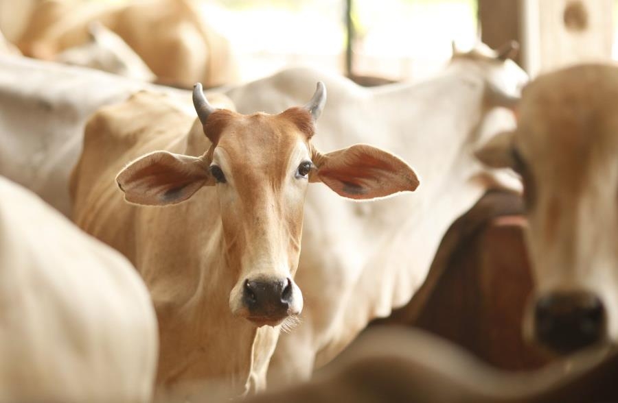 What Kerala Congress Did By Butchering The Calf So Did The Judiciary?